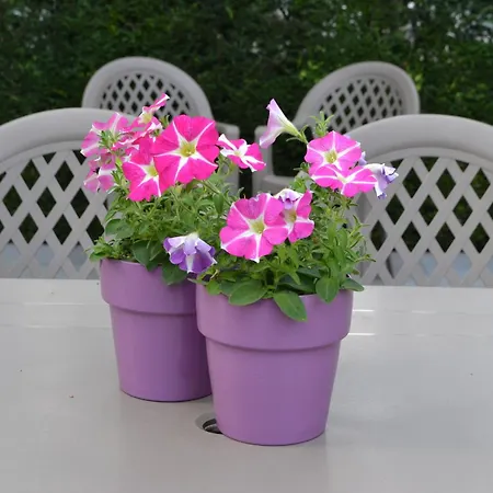 Lobelia-brugge 4* Brugge
